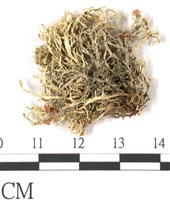 登錄號:L00001072藏品圖，第3張
