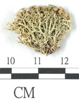 登錄號:L00001073藏品圖，第1張