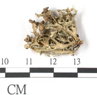 登錄號:L00001075藏品圖，第1張