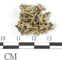 登錄號:L00001075藏品圖，第3張