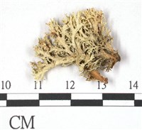 登錄號:L00001080藏品圖，第1張