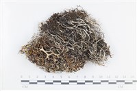 登錄號:L00001086藏品圖，第1張