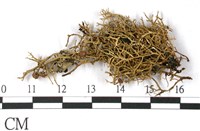 登錄號:L00001114藏品圖，第3張