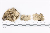 日本雪花衣藏品圖，第1張