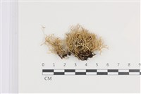 登錄號:L00001135藏品圖，第1張