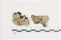 登錄號:L00001139藏品圖，第1張