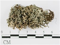 登錄號:L00001153藏品圖，第1張