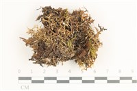 登錄號:L00001164藏品圖，第1張