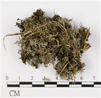 登錄號:L00001166藏品圖，第1張