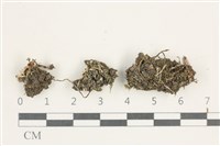 登錄號:L00001173藏品圖，第1張