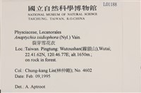 裂芽雪花衣藏品圖，第2張