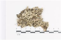 裂芽雪花衣藏品圖，第1張