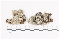 登錄號:L00001206藏品圖，第1張