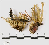 登錄號:L00001235藏品圖，第1張