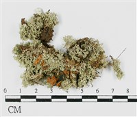 登錄號:L00001261藏品圖，第1張