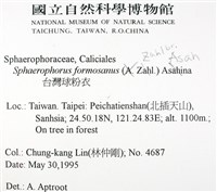 台灣球粉衣藏品圖，第2張