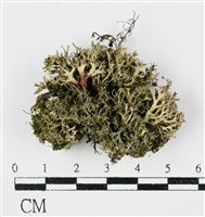 台灣球粉衣藏品圖，第1張