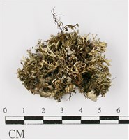 台灣球粉衣藏品圖，第3張