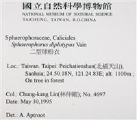 二型球粉衣藏品圖，第2張