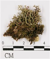 二型球粉衣藏品圖，第1張