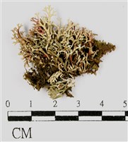 二型球粉衣藏品圖，第3張