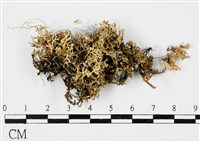 台灣球粉衣藏品圖，第1張