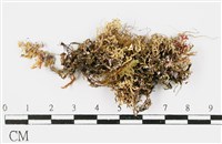 台灣球粉衣藏品圖，第3張