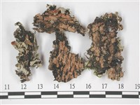 登錄號:L00001320藏品圖，第3張