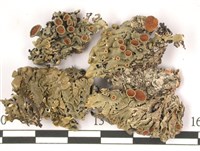 登錄號:L00001328藏品圖，第1張