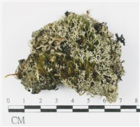 登錄號:L00001351藏品圖，第1張