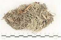 登錄號:L00001353藏品圖，第1張