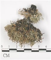 登錄號:L00001360藏品圖，第1張