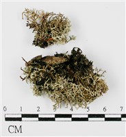 登錄號:L00001360藏品圖，第3張