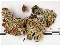 登錄號:L00001362藏品圖，第1張