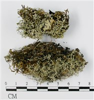 登錄號:L00001366藏品圖，第1張