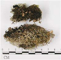 登錄號:L00001366藏品圖，第3張