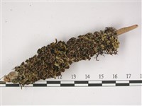 登錄號:L00001370藏品圖，第1張