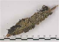 登錄號:L00001370藏品圖，第3張