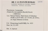 小葉雪花衣藏品圖，第2張