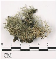 登錄號:L00001393藏品圖，第1張