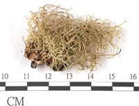 登錄號:L00001415藏品圖，第1張