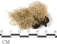 登錄號:L00001415藏品圖，第3張