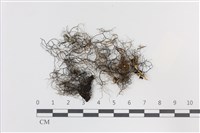 登錄號:L00001442藏品圖，第1張