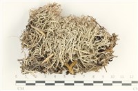 登錄號:L00001463藏品圖，第1張