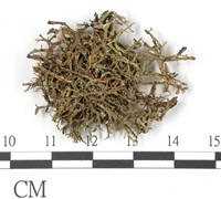 登錄號:L00001479藏品圖，第1張