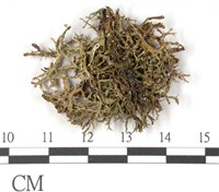 登錄號:L00001479藏品圖，第3張