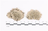 登錄號:L00001482藏品圖，第1張