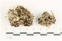 登錄號:L00001490藏品圖，第1張