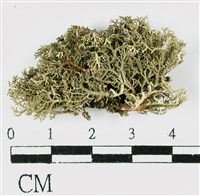 台灣球粉衣藏品圖，第3張