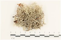 登錄號:L00001524藏品圖，第1張